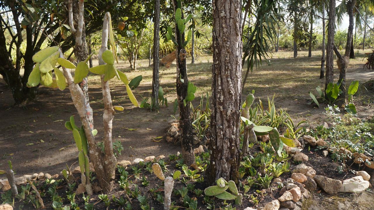 Pine Ridge Lodge San Ignacio Luaran gambar